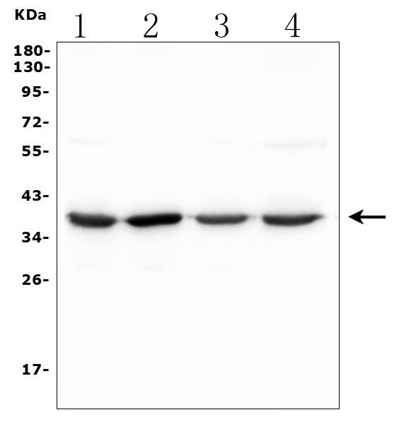 a01752 1 sfrp2 primary antibodies wb testing 1_1