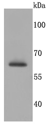 Western blot analysis of SDHA on Jurkat cells lysates using anti-SDHA antibody at 1/500 dilution