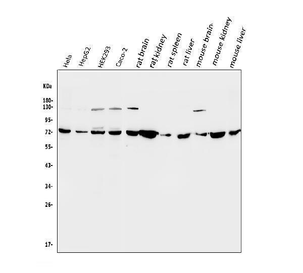 a01753 sdha primary antibodies wb testing 2