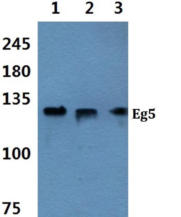 a01754 1 kif11 primary antiboties wb testing 1