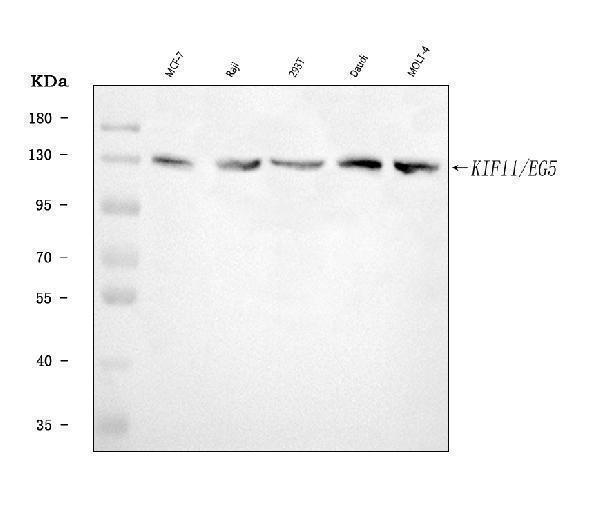  Western blot analysis of Eg5/KIF11 using anti-Eg5/KIF11 antibody (A01754-2)