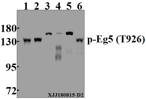 a01754t926 kif11 primary antiboties wb testing 1
