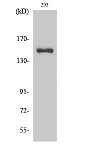 Western Blot analysis of various cells using Cleaved-COL4A3 (L1425) Polyclonal Antibody