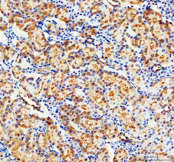a01756 2 cd2ap primary antibodies ihc testing 3