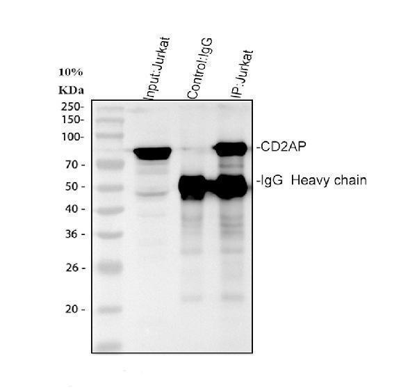 a01756 2 cd2ap primary antibodies ip testing 5