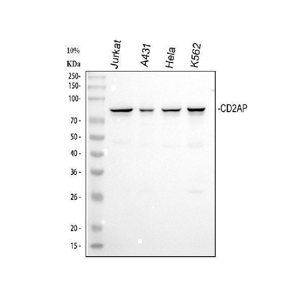 a01756 2 cd2ap primary antibodies wb testing 1_1