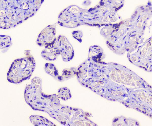 a01757 1 aes primary antibodies ihc testing 2