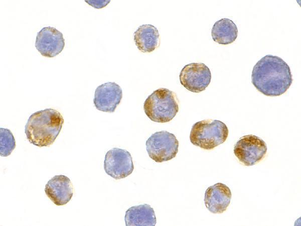a01757 aes primary antibodies icc testing 2