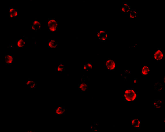 a01757 aes primary antibodies if testing 3