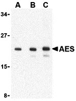 a01757 aes primary antibodies wb testing 1