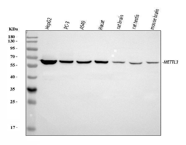 a01758 1 mettl3 primary antibodies wb testing 1