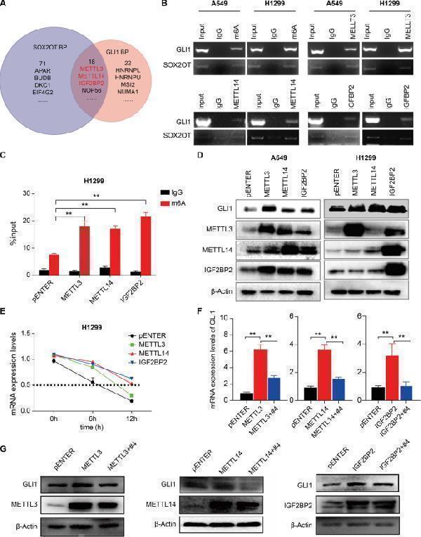 SOX2OT-dependent m6A modification and stabilization of GLI1 mRNA by METTL3/14 and IGF2BP2