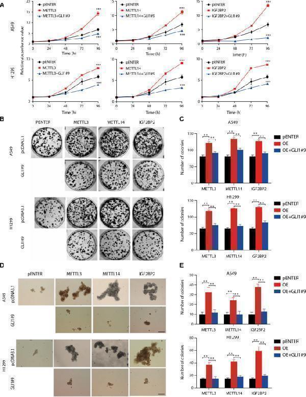 METTL3/14/IGF2BP2-mediated proliferation of NSCLC stem cells upon GLI1 repression