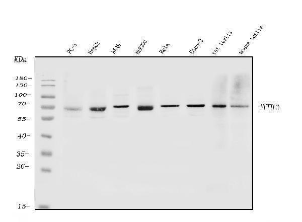  Western blot analysis of METTL3 using anti-METTL3 antibody (A01758-2)