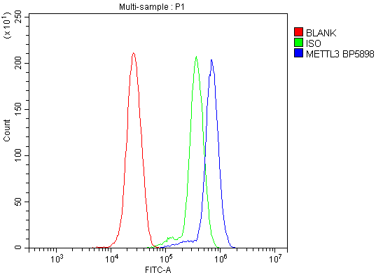 a01758 3 mettl3 primary antibodies fcm testing 6