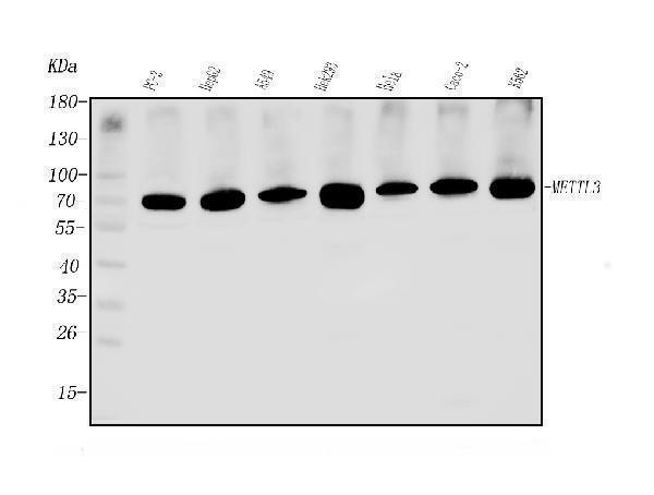  Western blot analysis of METTL3 using anti-METTL3 antibody (A01758-3)