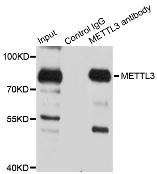 a01758 mettl3 primary antiboties ihc testing 3
