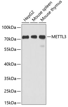 a01758 mettl3 primary antiboties wb testing 1