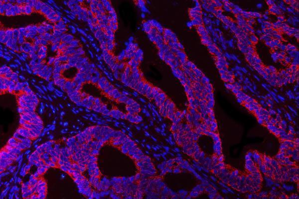 a01759 3 hbegf primary antibodies if testing 6
