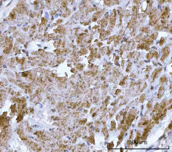 a01759 3 hbegf primary antibodies ihc testing 5