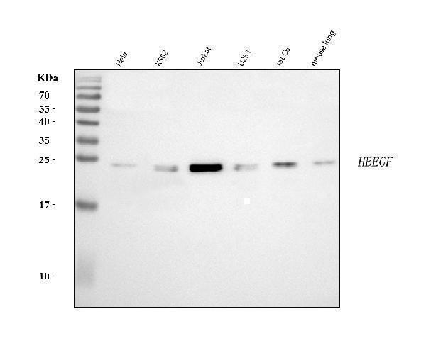 a01759 3 hbegf primary antibodies wb testing 1