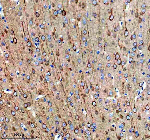  IHC analysis of MAP1B using anti-MAP1B antibody (A01760-1)