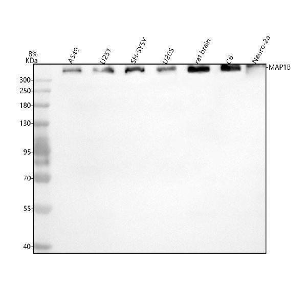  Western blot analysis of MAP1B using anti-MAP1B antibody (A01760-1)