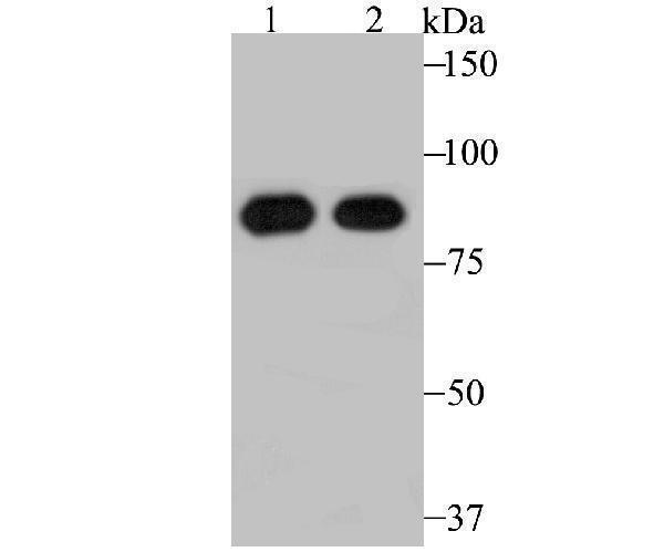 a01764 1 rrm1 primary antiboties wb testing 1