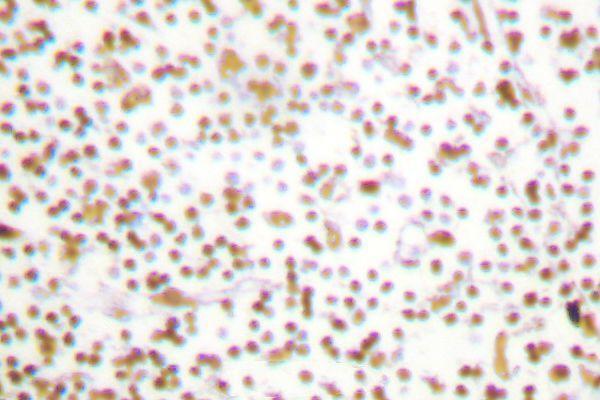 Immunohistochemistry (IHC) analyzes of OCT1 (L68) pAb in paraffin-embedded human lymph node tissue