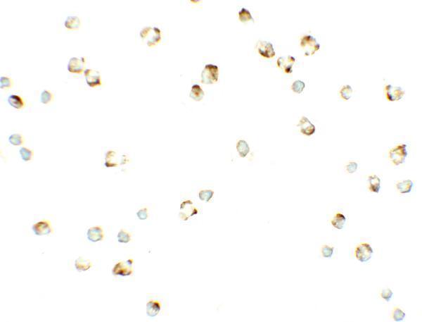 Immunocytochemistry of PROM1 in Jurkat cells with PROM1 antibody at 2