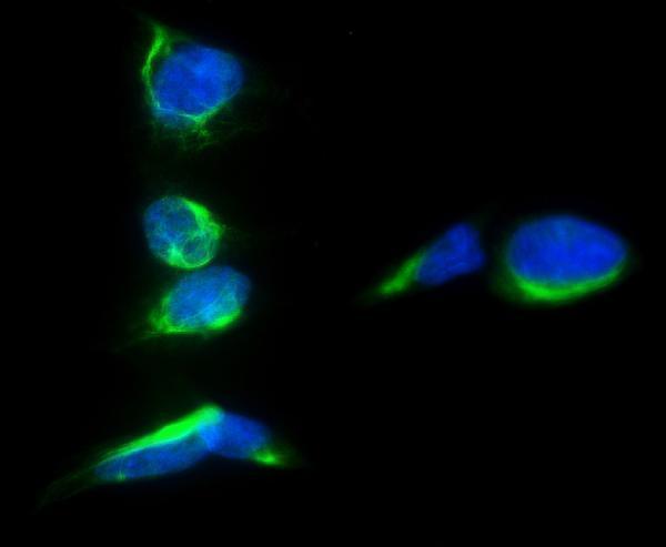  IF analysis of PROM1 using anti-PROM1 antibody (A01767-3)