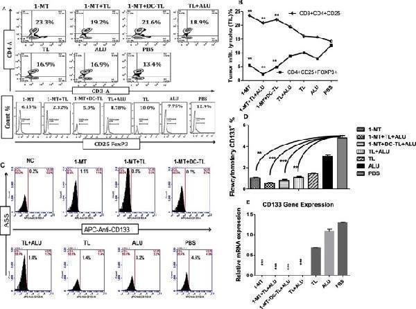 Analysis of tumor infiltrating lymphocytes by Flowcytometer showed that a population of Th1 cells (CD3 + CD4 + CD25 − ) was significantly increased inside tumors of 1-MT, 1-MT+TL and 1-MT+DC-TL treated groups in comparison to PBS ( A , B )