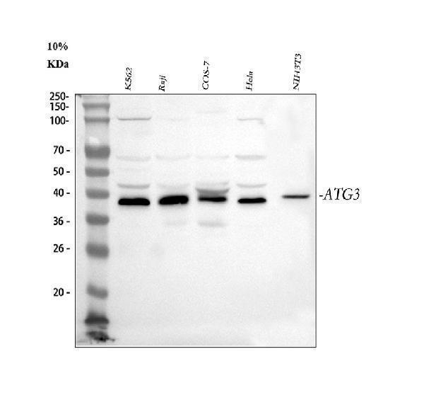  Western blot analysis of Apg3 using anti-Apg3 antibody (A01768-1)