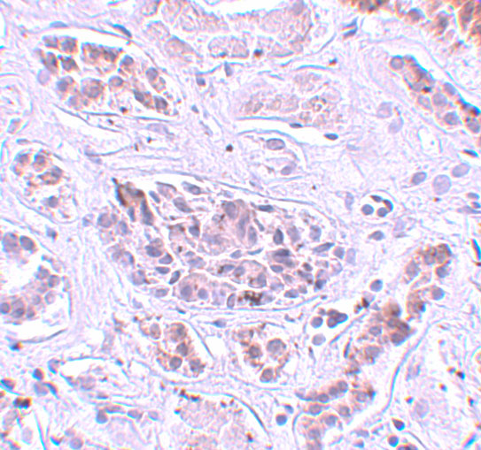 a01768 atg3 primary antibodies ihc testing 2
