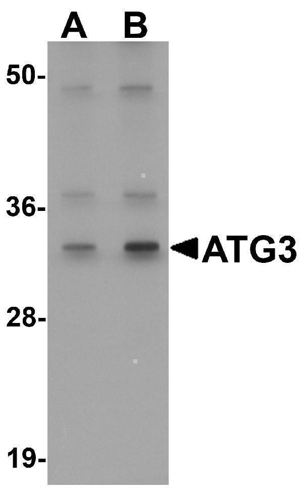 a01768 atg3 primary antibodies wb testing 1