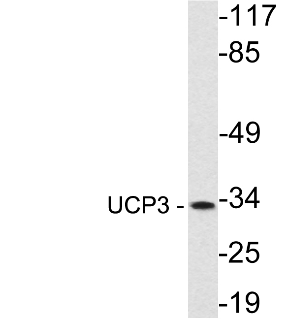 a01769 1 ucp3 primary antibodies wb testing 1