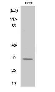 a01769 1 ucp3 primary antibodies wb testing 2