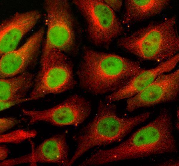 a01770 2 ercc5 primary antibodies if testing 2
