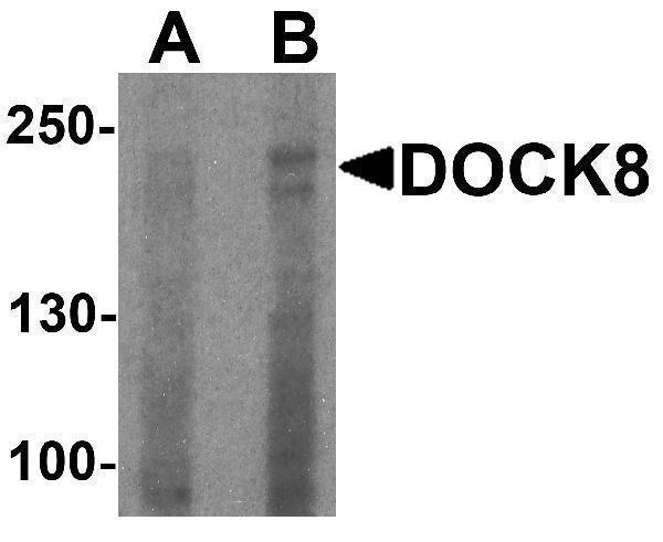 Western blot analysis of DOCK8 in EL4 cell lysate with DOCK8 antibody at (A) 1 and (B) 2 μg/ml