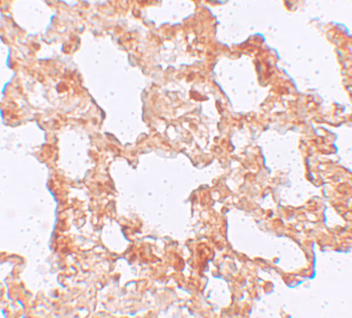a01772 axin2 primary antibodies ihc testing 2