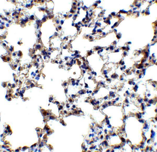 a01772 axin2 primary antibodies ihc testing 4
