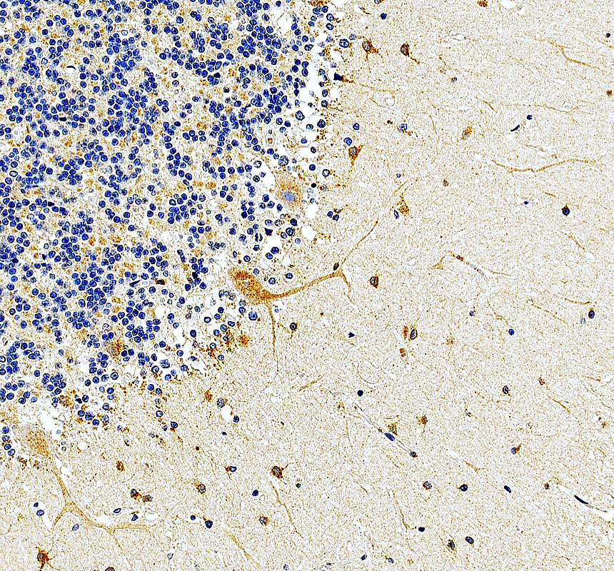 a01775 3 thra primary antibodies ihc testing 2