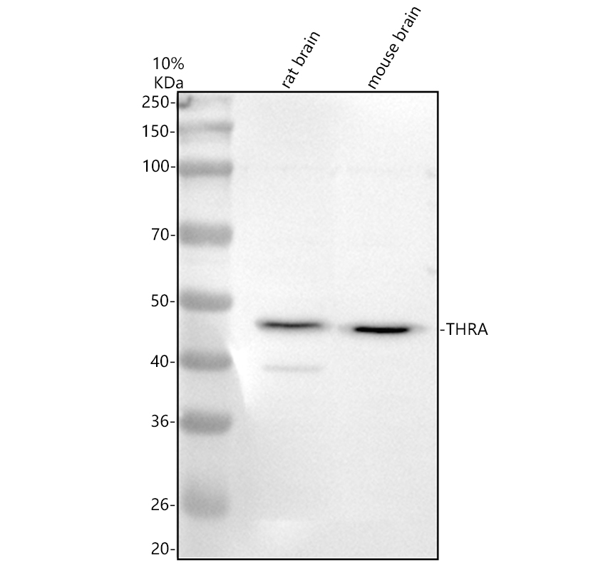 a01775 3 thra primary antibodies wb testing 1