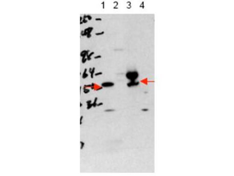 Western blot using Boster's affinity purified anti-THRA antibody shows detection of purified recombinant THRA (lane 1) and THRA present in a 293 cell lysate after transient transfection with THRA (lane 3)