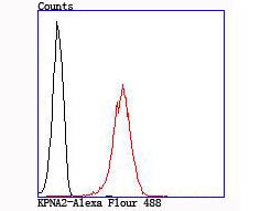 Flow cytometric analysis of 293T cells with KPNA2 antibody at 1/100 dilution (red) compared with an unlabelled control (cells without incubation with primary antibody; black)