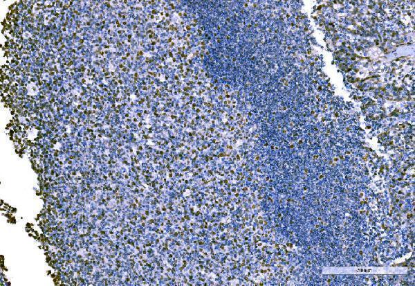 a01776 3 kpna2 primary antibodies ihc testing 6