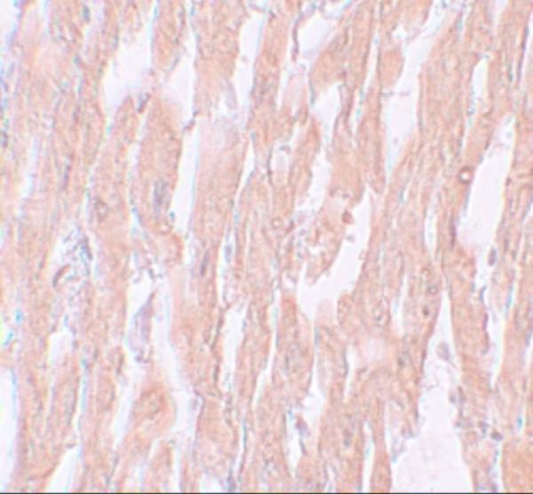 a01776 kpna2 primary antibodies ihc testing 2