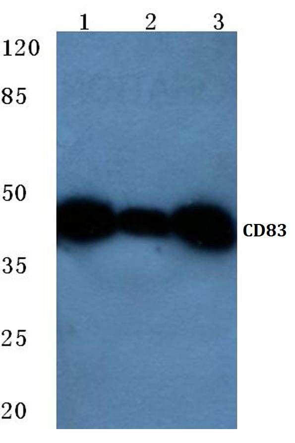 a01777 cd83 primary antiboties wb testing 1