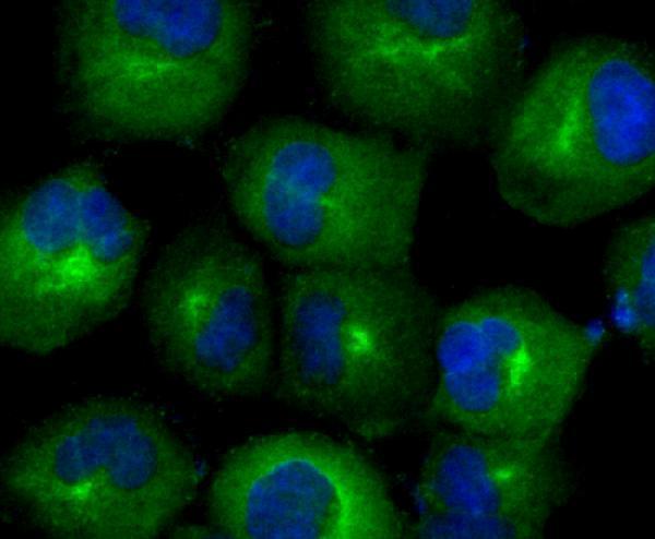 ICC staining TXNRD1 in HUVEC cells (green)