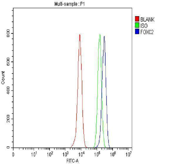 Flow Cytometry analysis of Hela cells using anti-FOXC2 antibody (A01780-2)